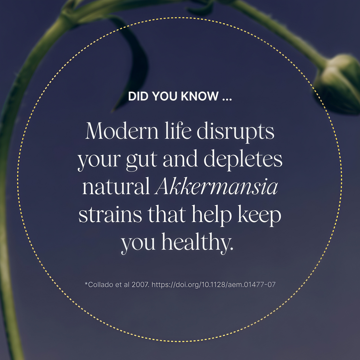 Pendulum Akkermansia 90 CAPSULES